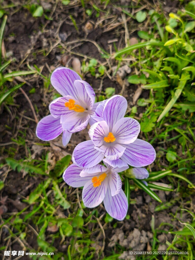 紫色番红花绽放于草地