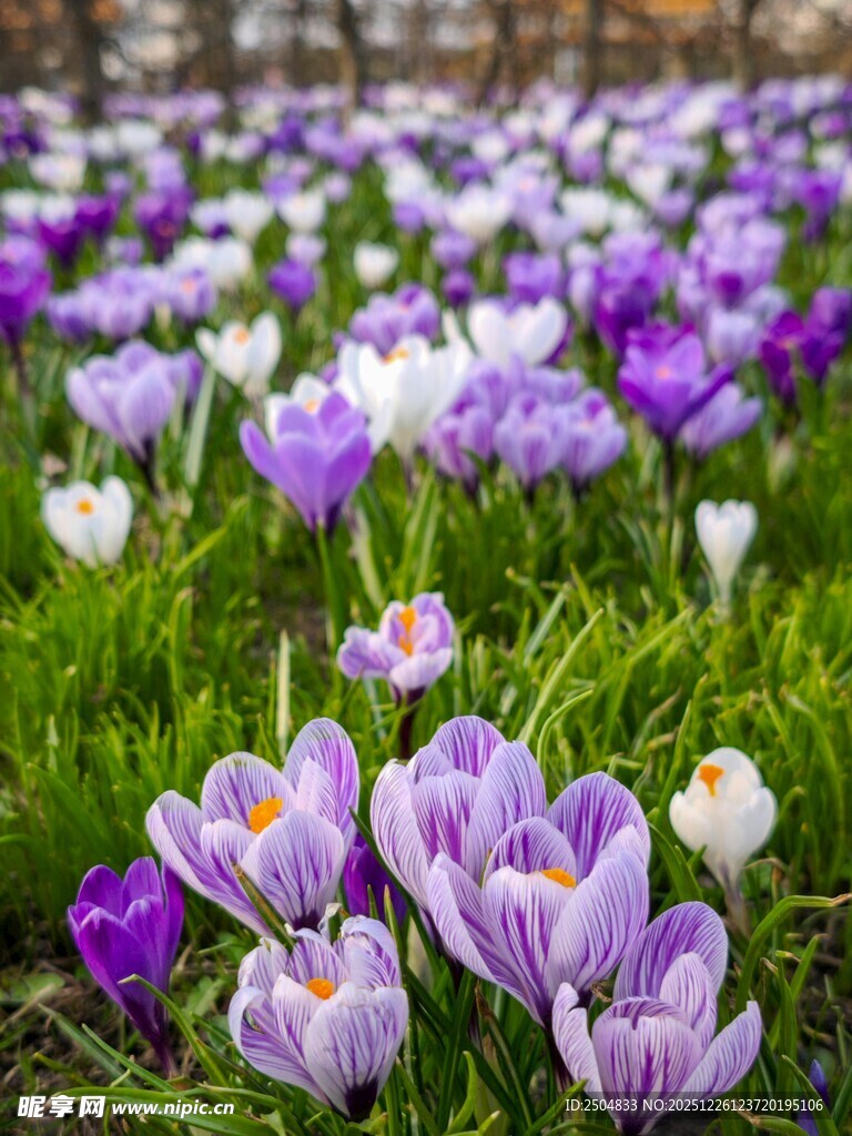 紫色番红花绽放于草地