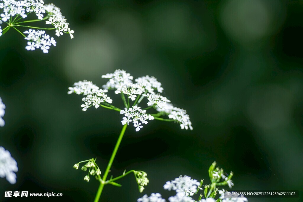 清新白色小花特写