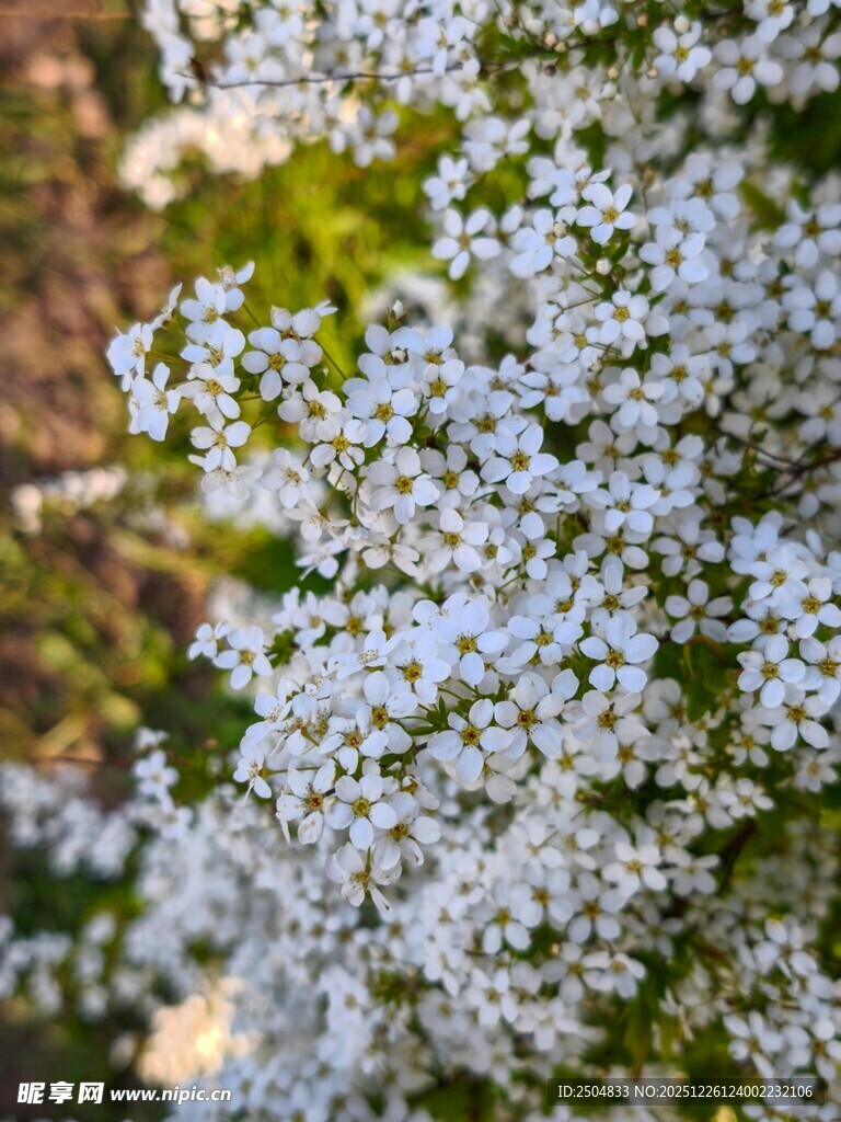 白色繁星般的小花绽放