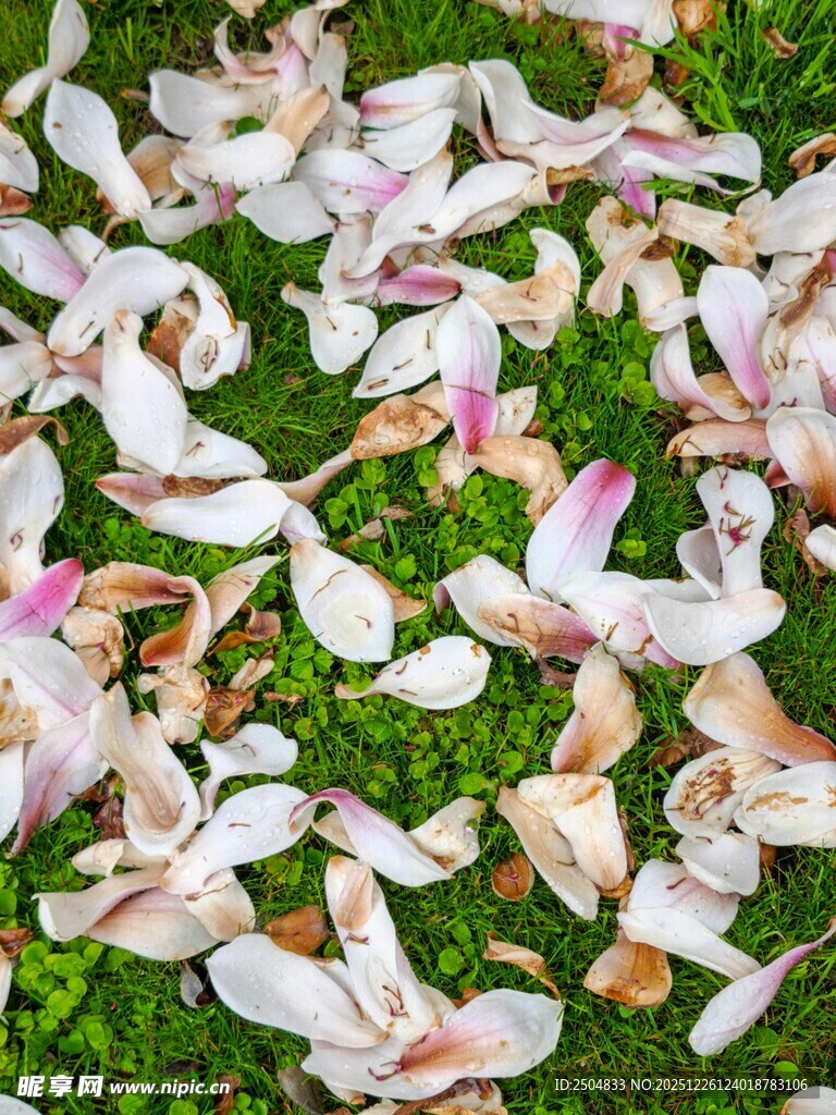 草地上的缤纷落花