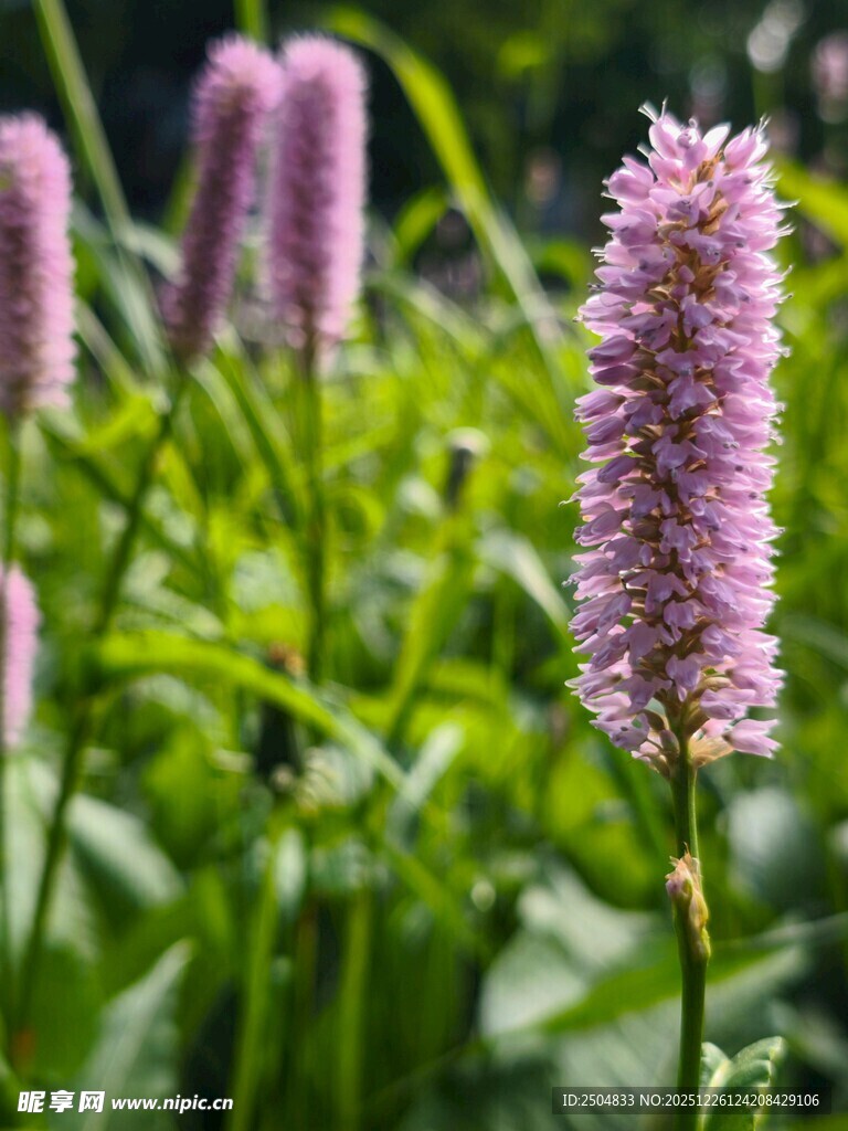 紫色穗状花朵绽放
