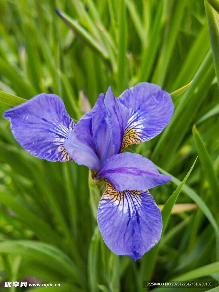 蓝紫色鸢尾花绽放于草丛