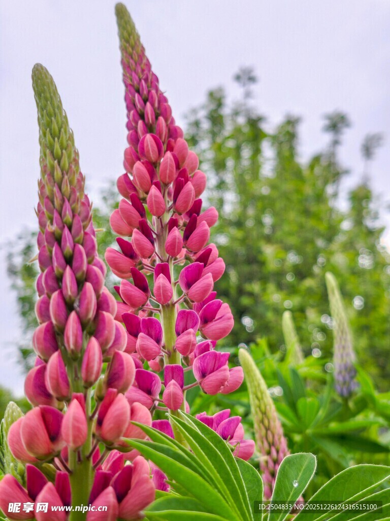 艳丽羽扇豆花绽放