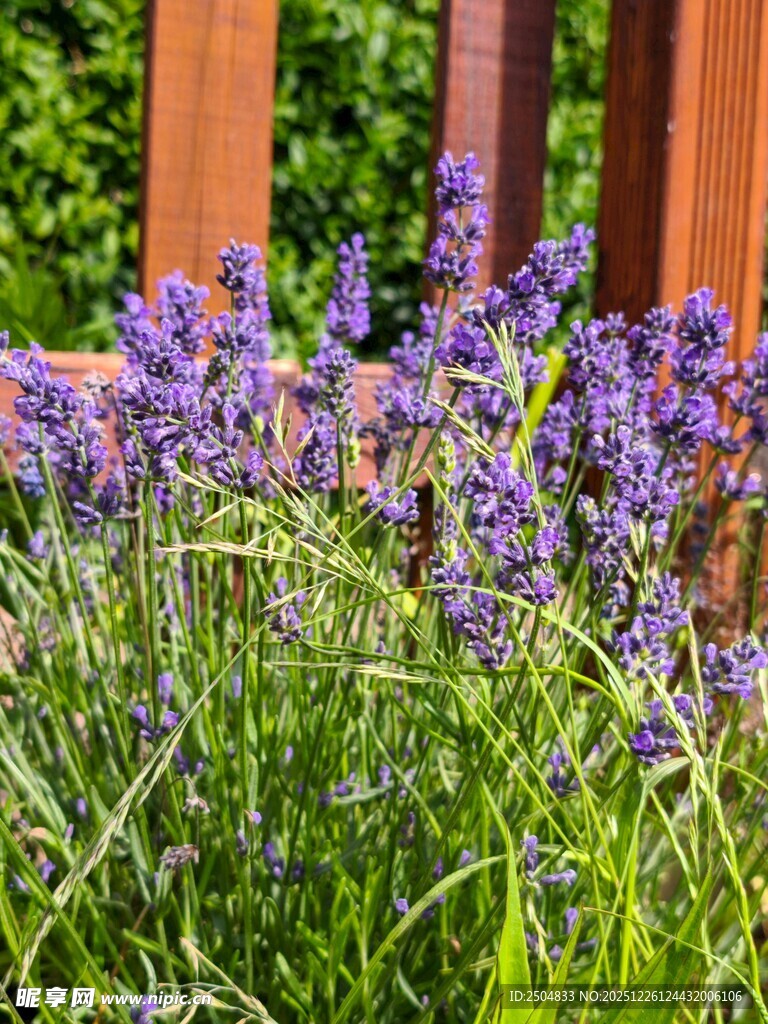 紫色花丛旁的木质围栏