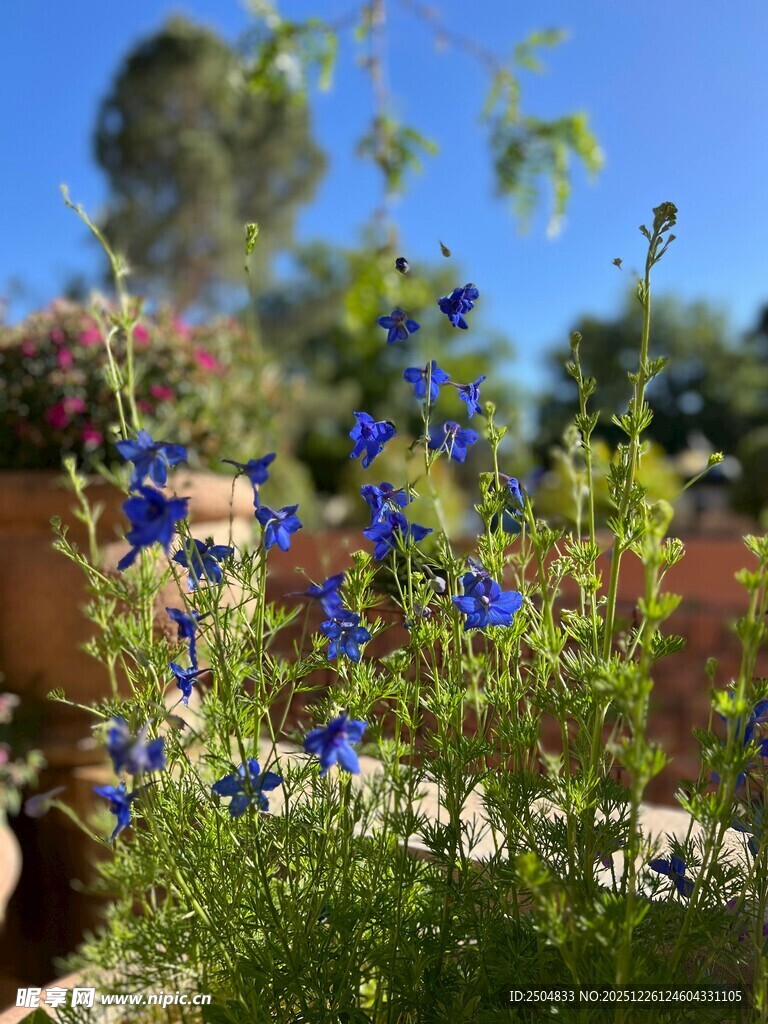 蓝花绽放于明媚阳光下