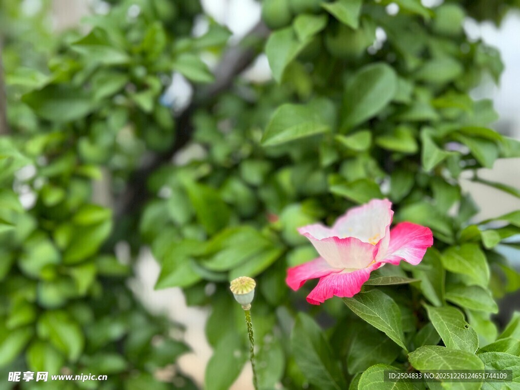 绿叶间的娇艳粉色花朵