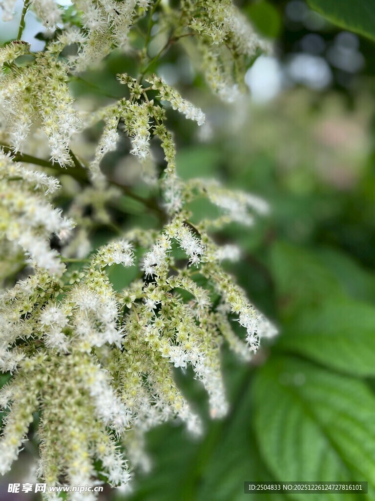白色穗状花卉特写