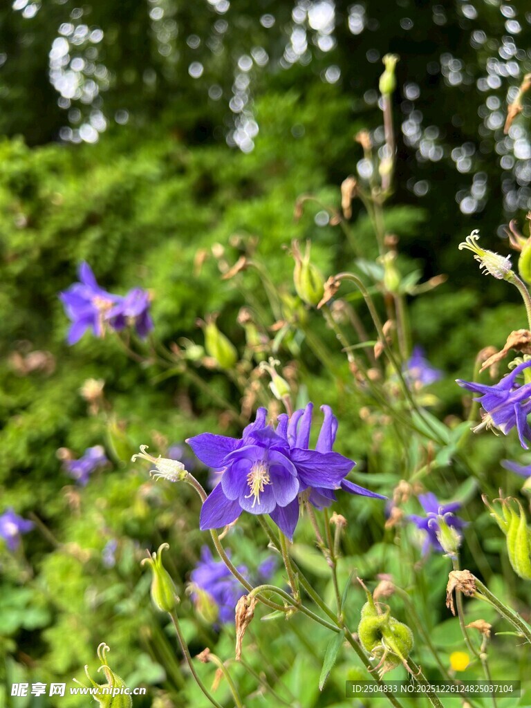 林间绽放的紫色野花