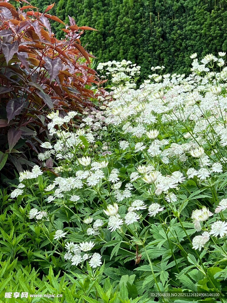 繁茂白花与多彩植物景观