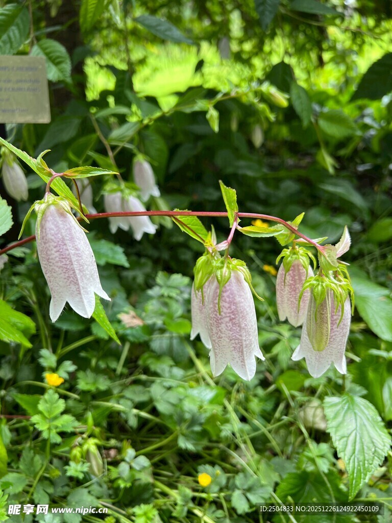 粉色铃状花绽放于绿叶间