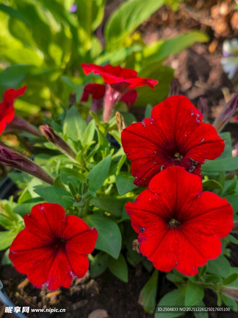 鲜艳红色矮牵牛绽放