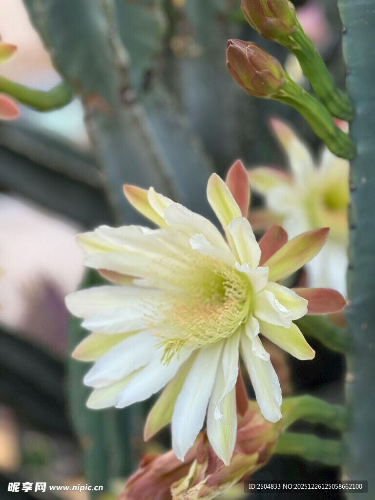 仙人掌绽放的美丽花朵