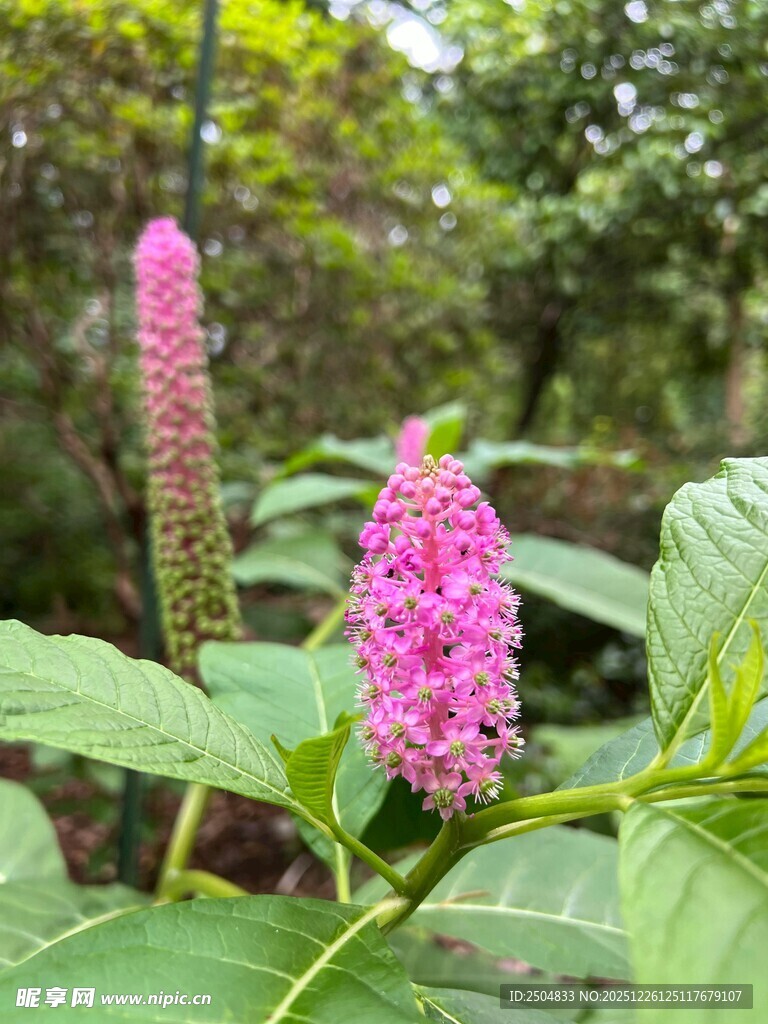 粉色穗状花卉特写