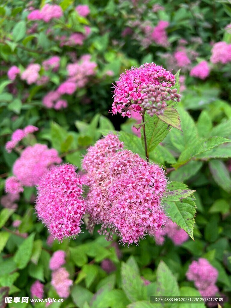 粉色绣球花绽放于绿叶间