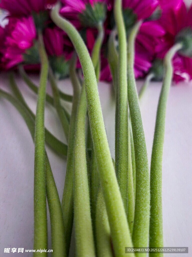 鲜绿花茎与艳丽花朵