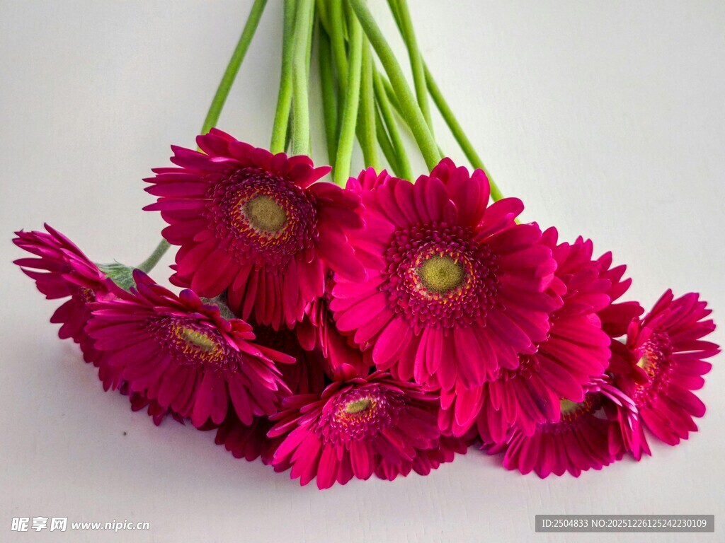 鲜艳玫红 洲菊插花