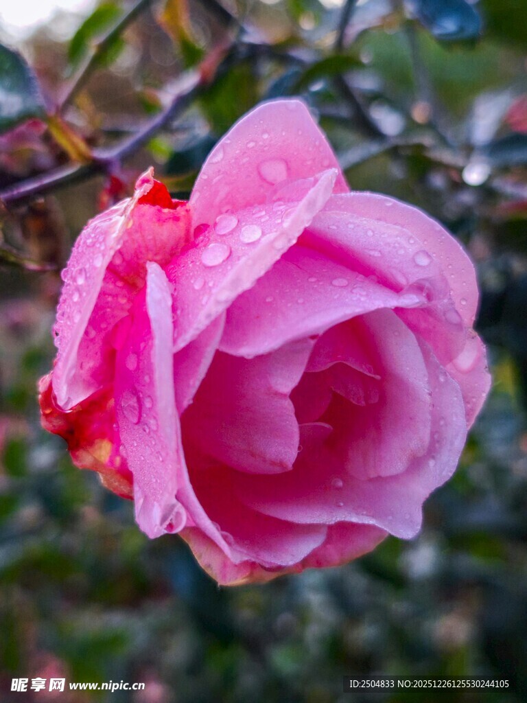 带露粉色玫瑰特写