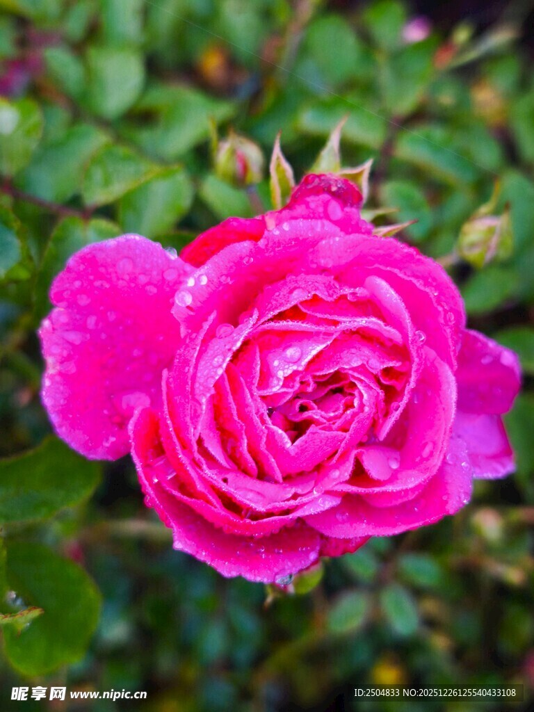 娇艳粉色月季花