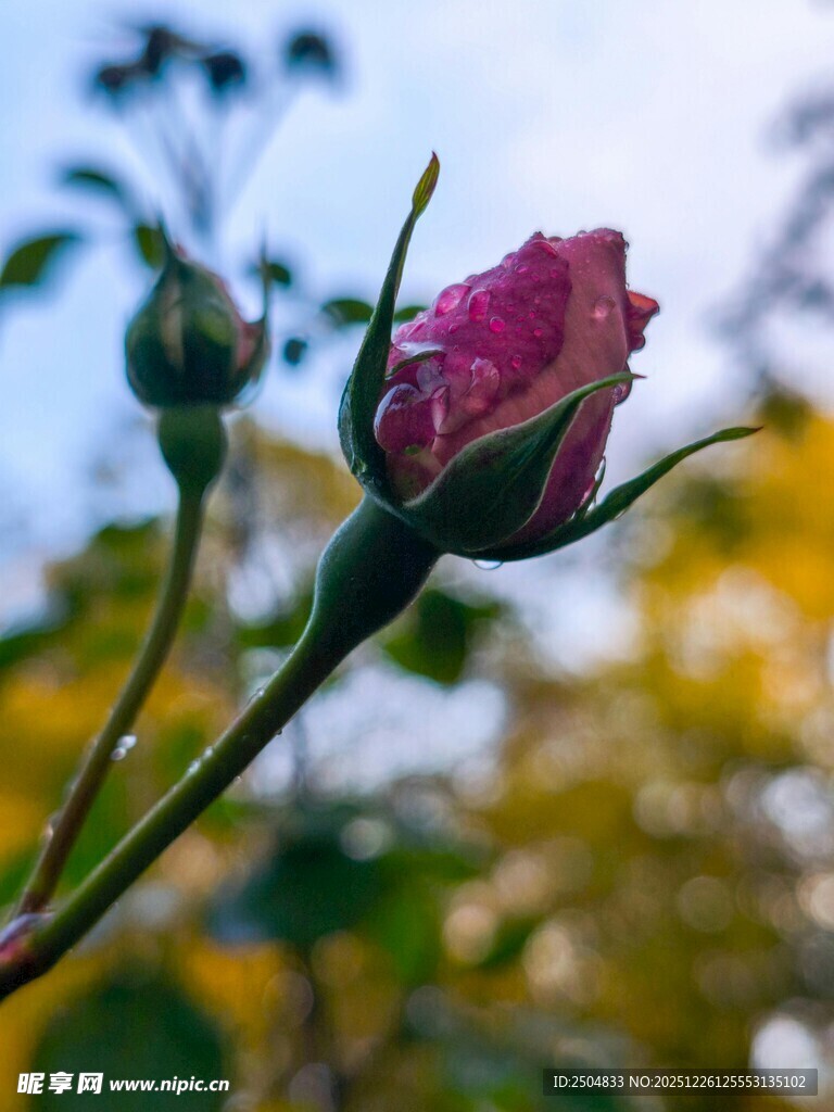 含苞待放的娇艳红玫瑰