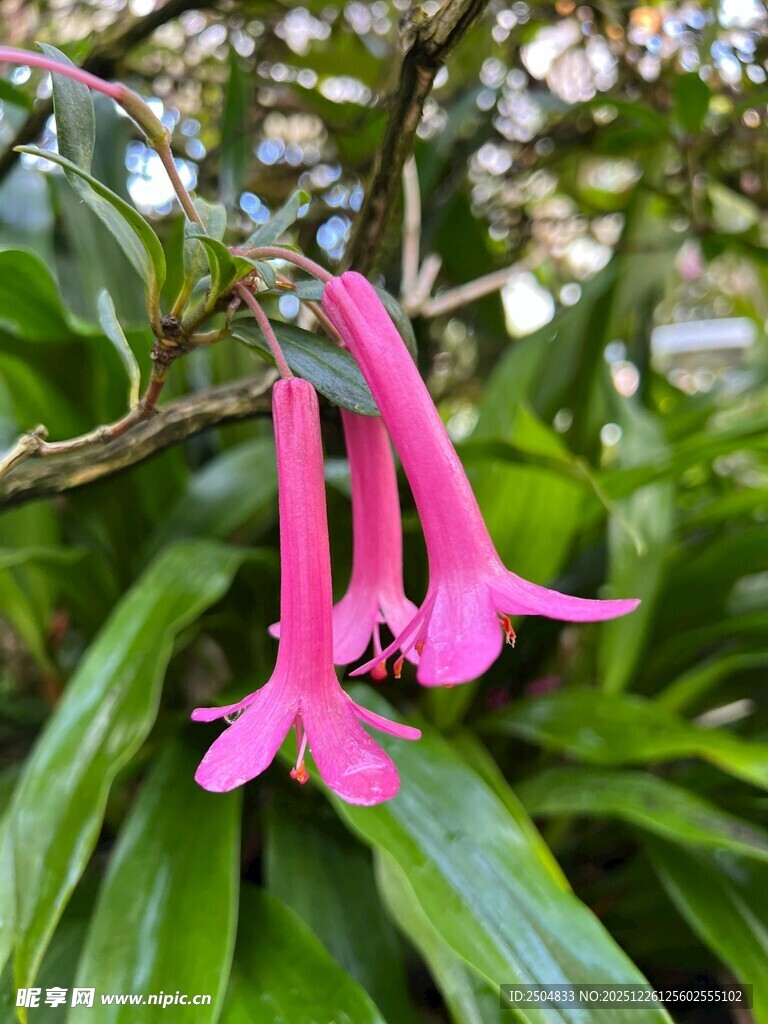 粉红悬垂花朵 绿叶相伴