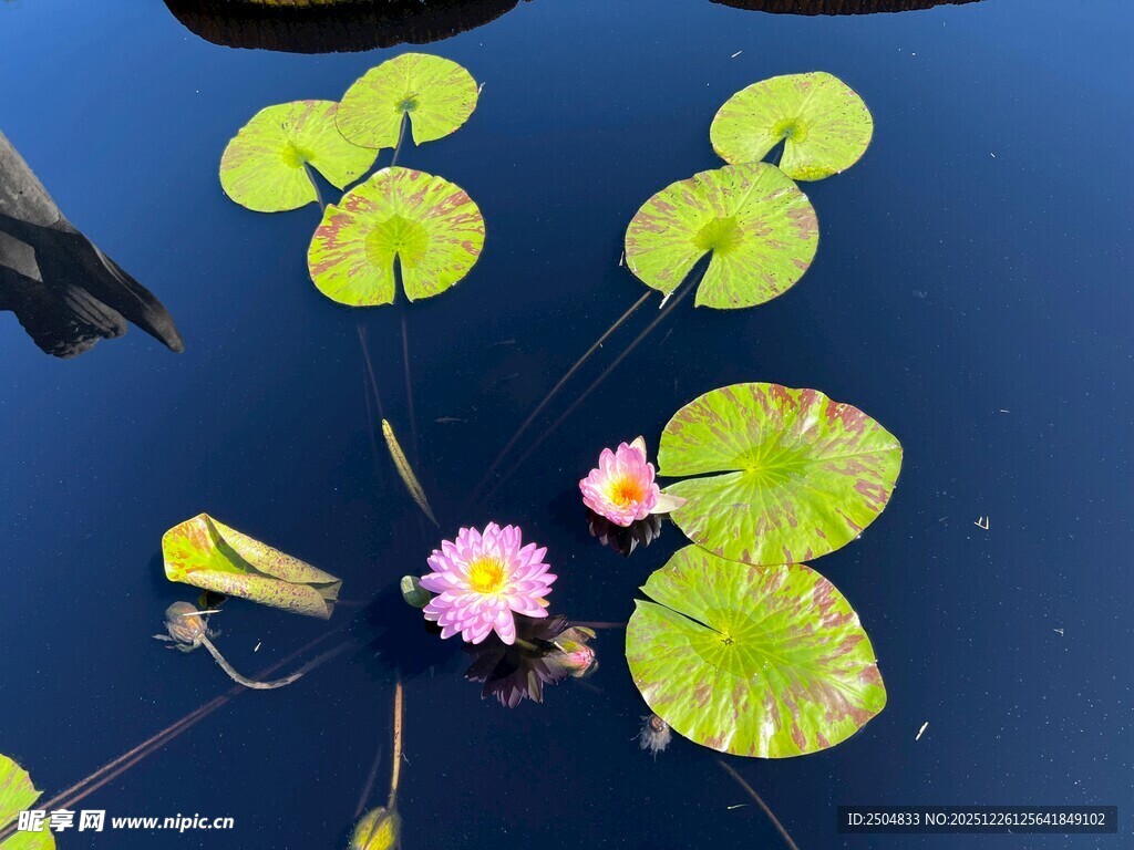 水中睡莲与荷叶的美丽景致