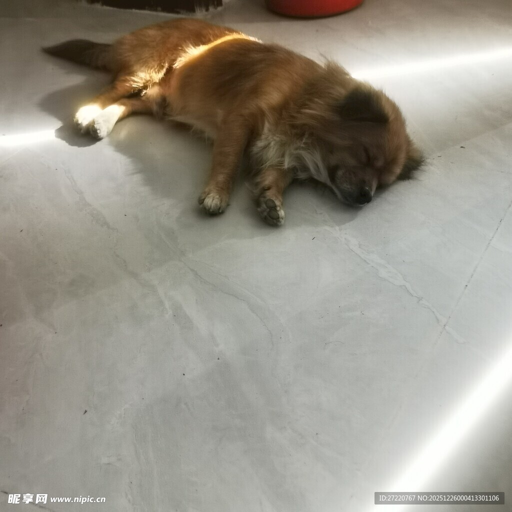 熟睡的狗狗