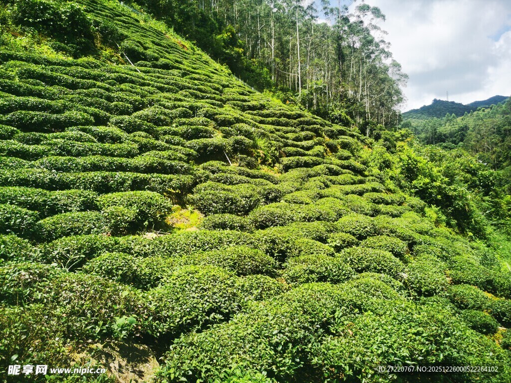 翠绿山坡上的繁茂茶园