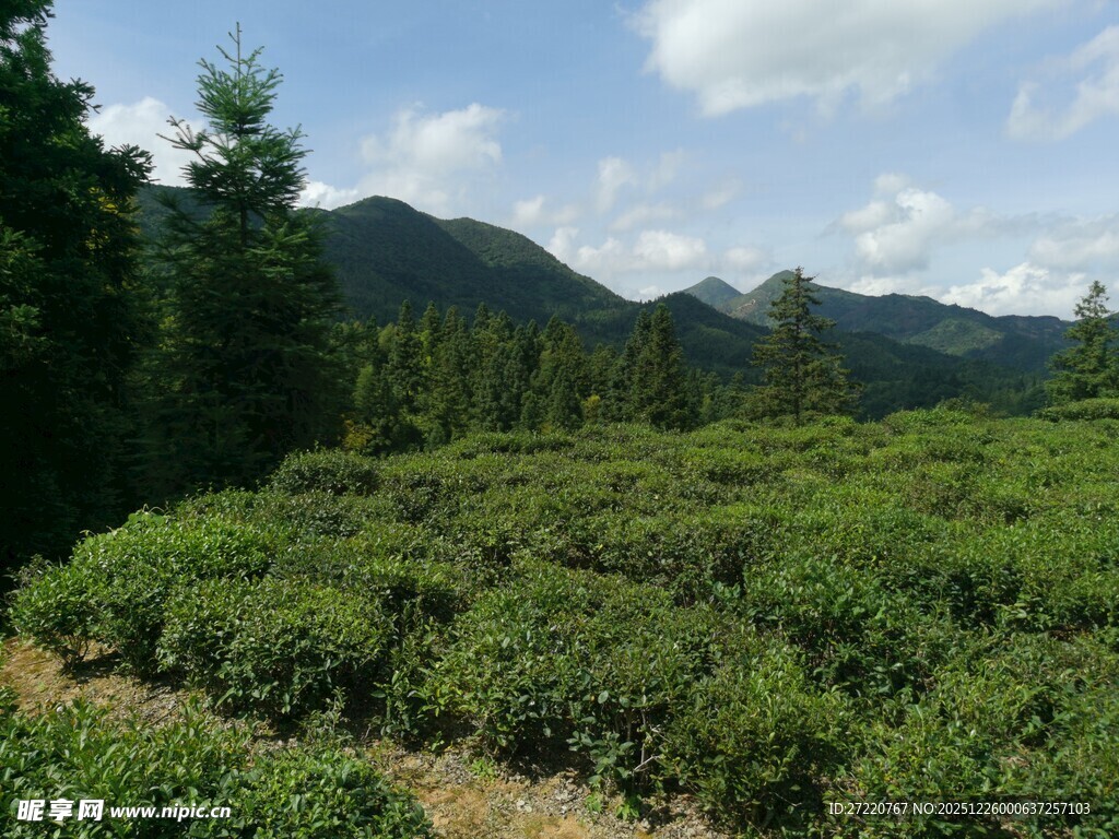 山间葱郁茶园美景
