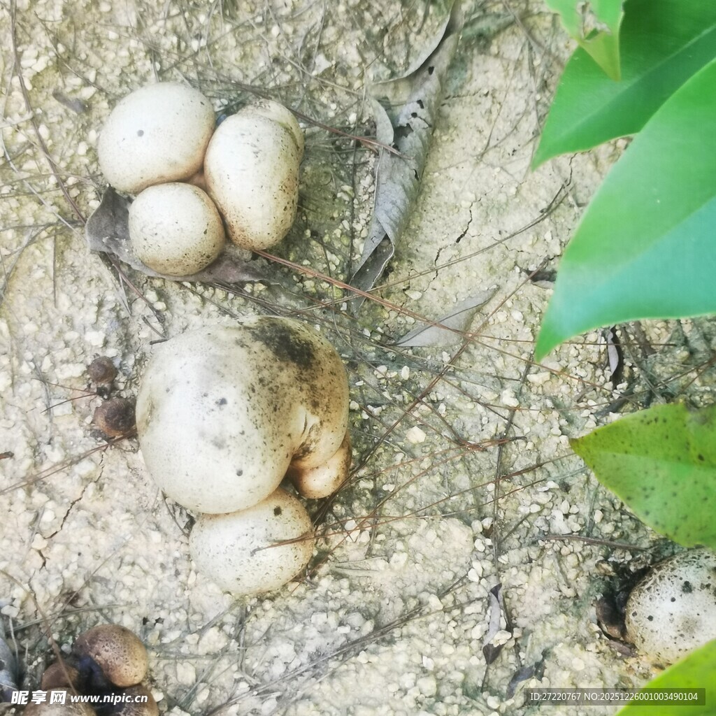 地面上的白色菌类