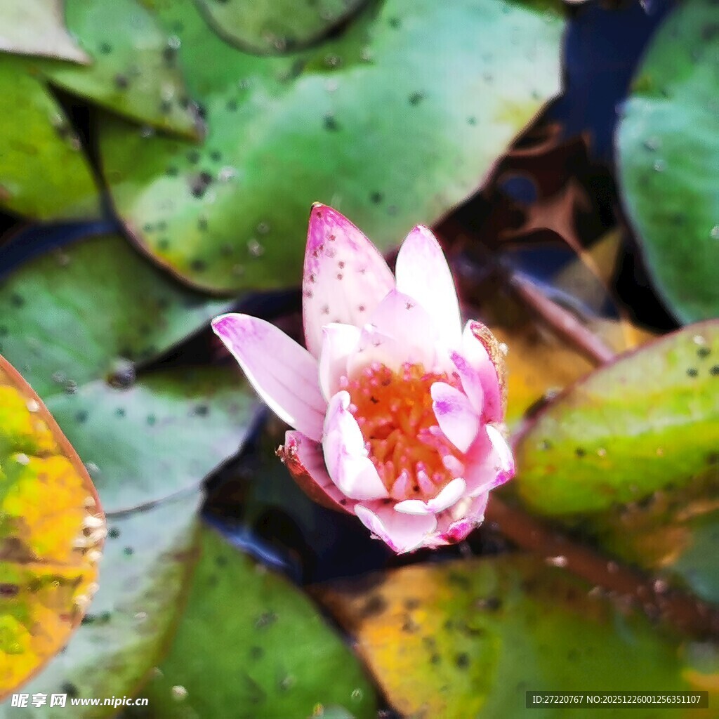 水中绽放的娇艳粉色睡莲