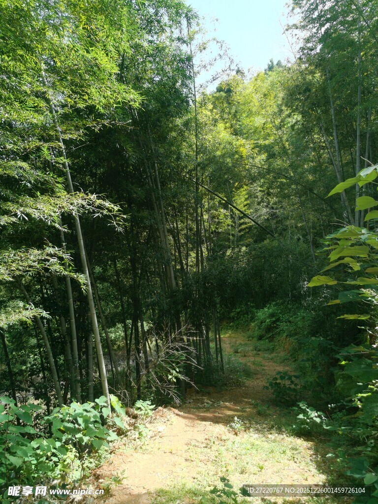 林间小道 竹林景观