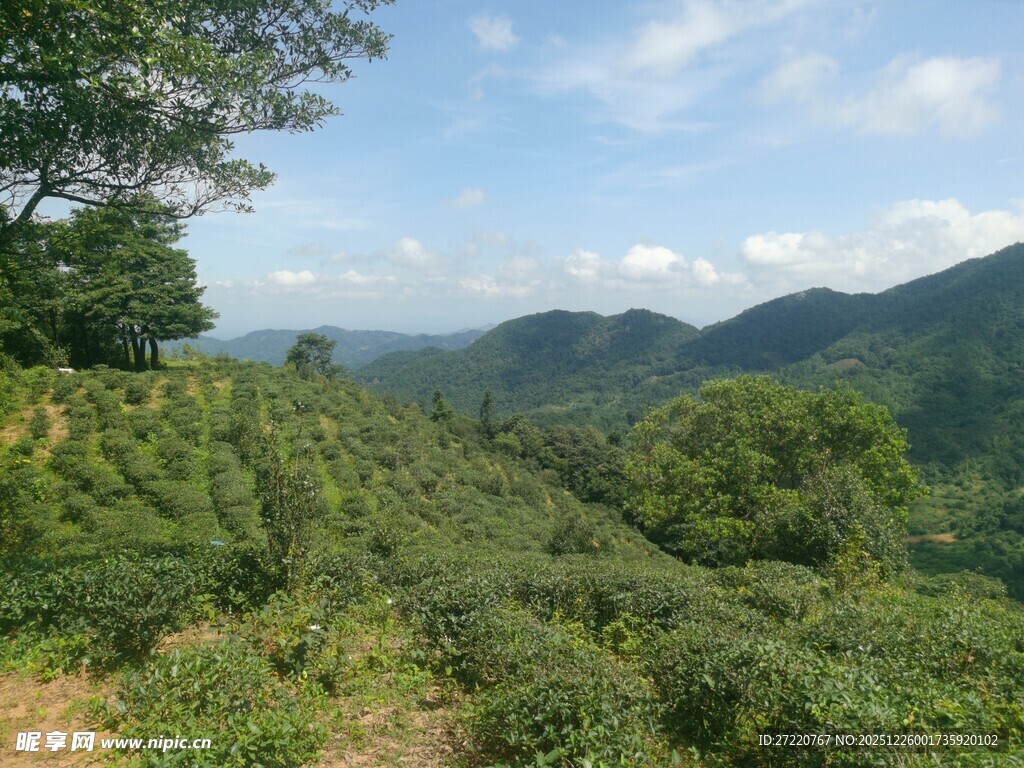 山间绿意盎然的茶园风光