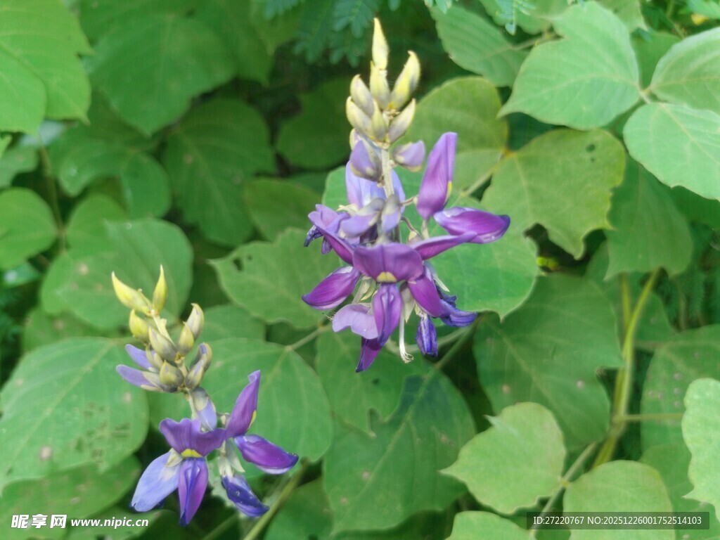 紫色花卉绽放绿叶间