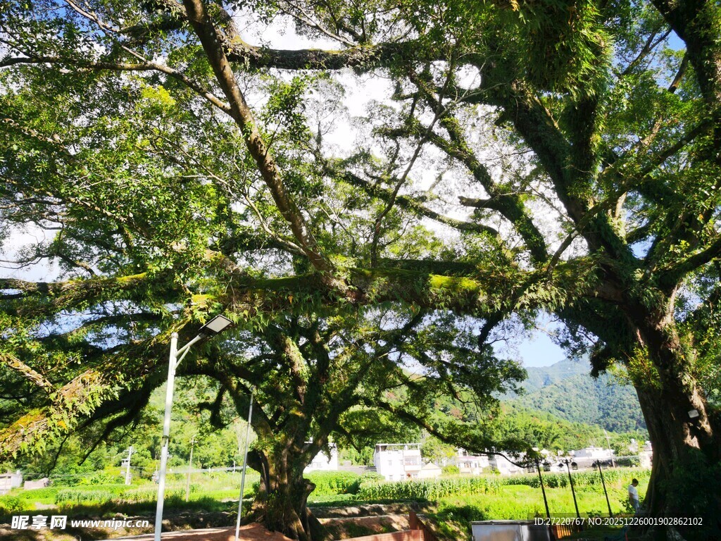 繁茂大树下的清新景致