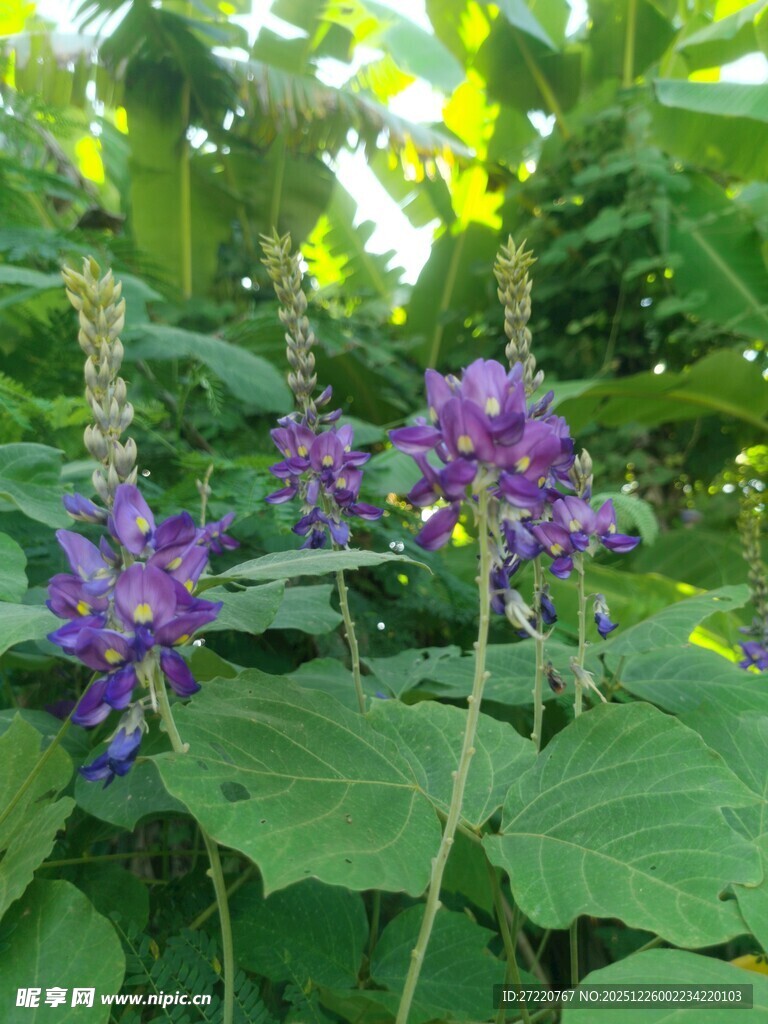 紫色花卉绽放于绿叶间