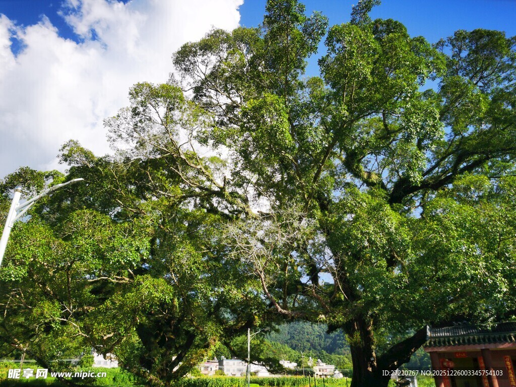 繁茂大树下的宁静景致