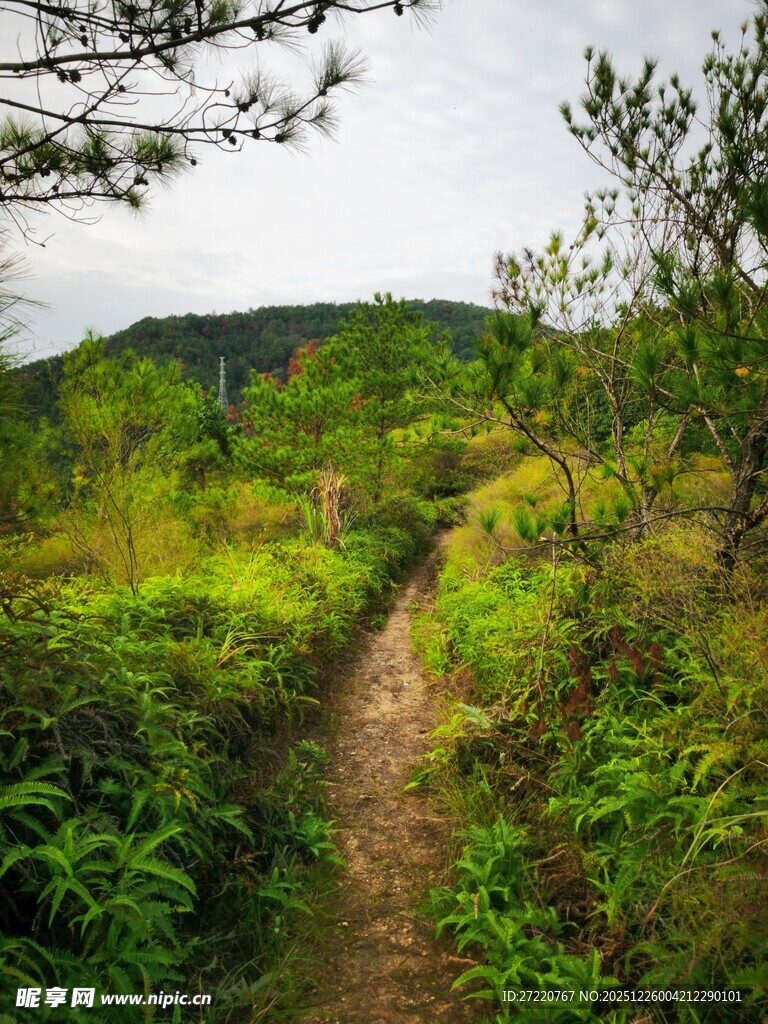 山间小径 绿意盎然的自然路