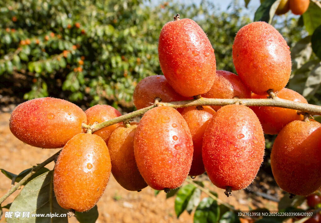 枝头饱满的羊奶果