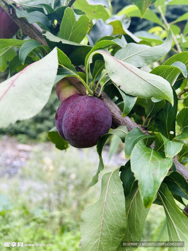 枝头李子挂绿叶间