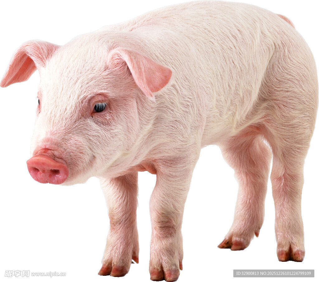 可爱小猪特写
