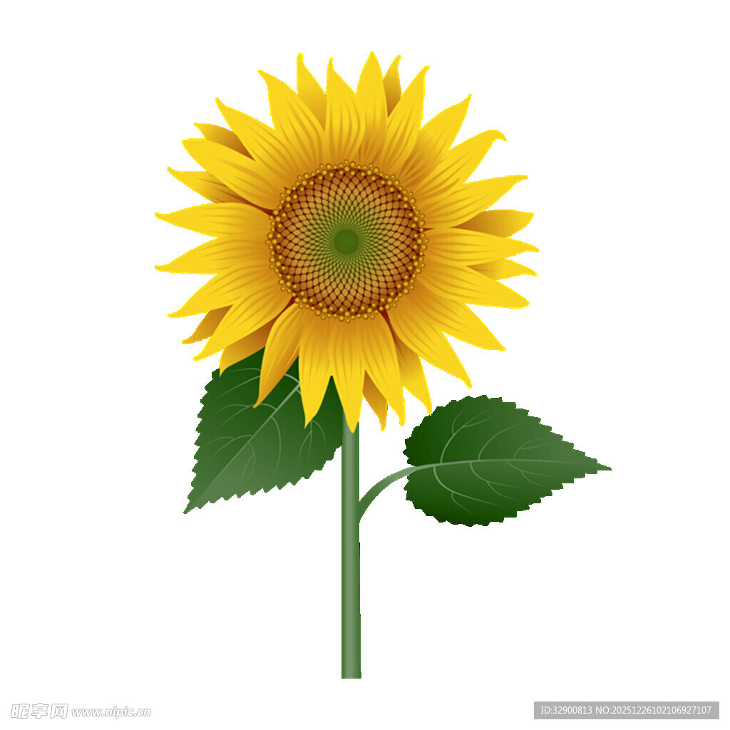 一朵灿烂的向日葵