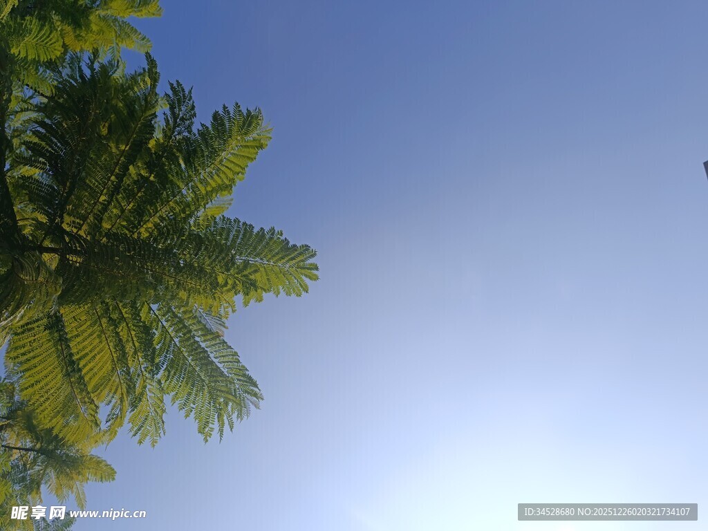 仰望蓝天中的翠绿棕榈树