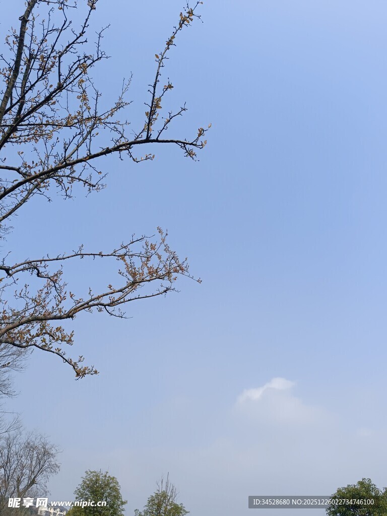 蓝天树枝风景图
