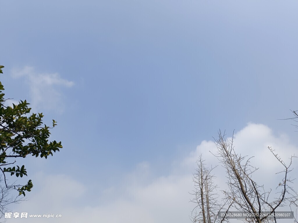 蓝天白云与树木景致