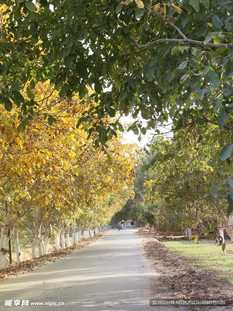 秋日林荫道美景