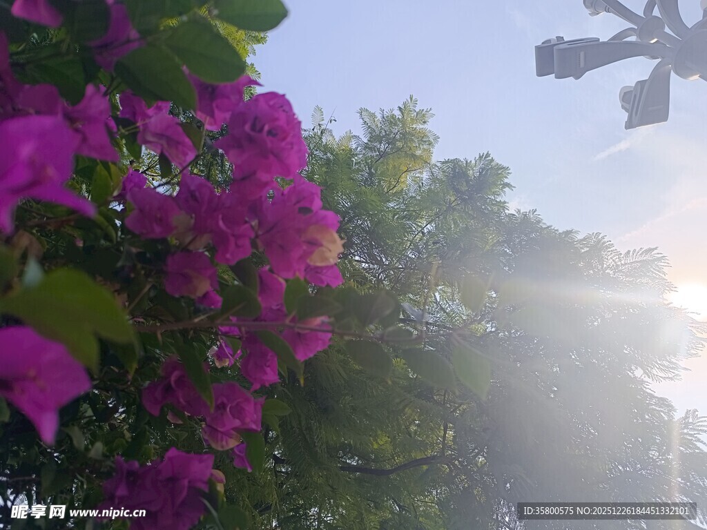 阳光透过三角梅洒下美景