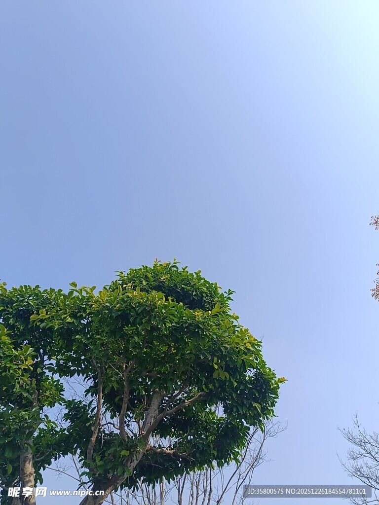 独特造型的绿植