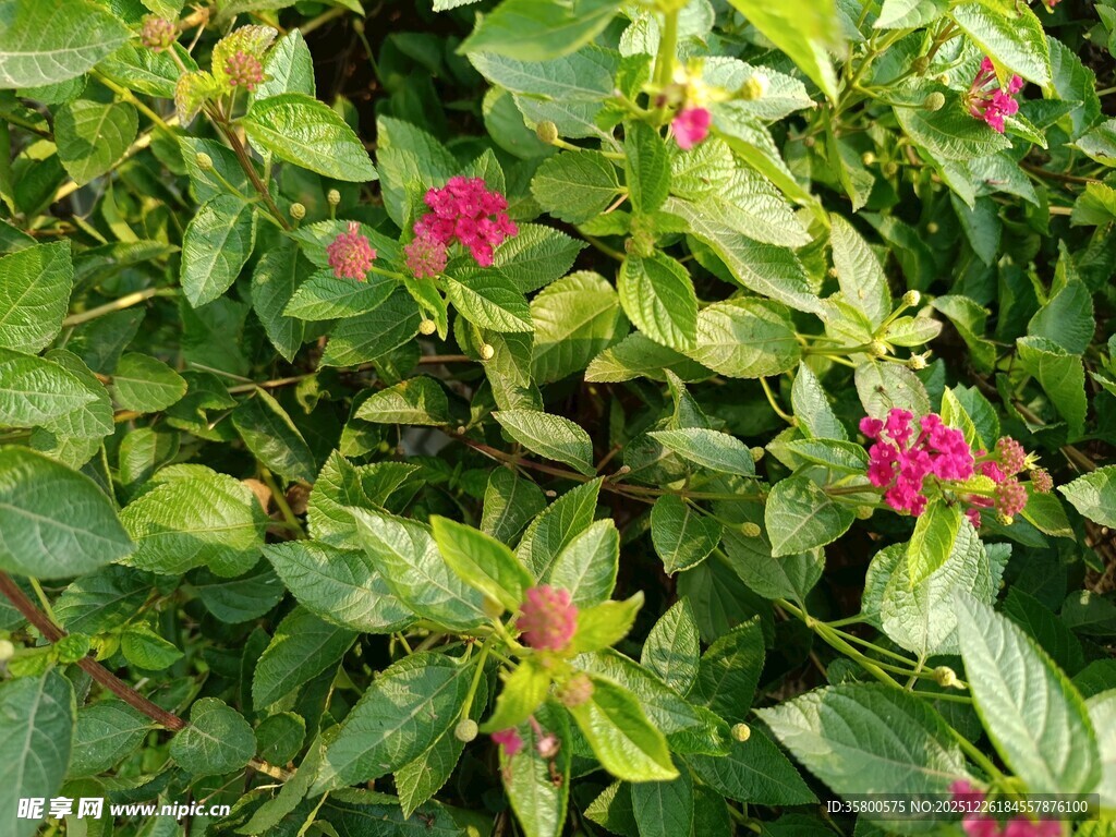 绿叶间绽放的娇艳小花