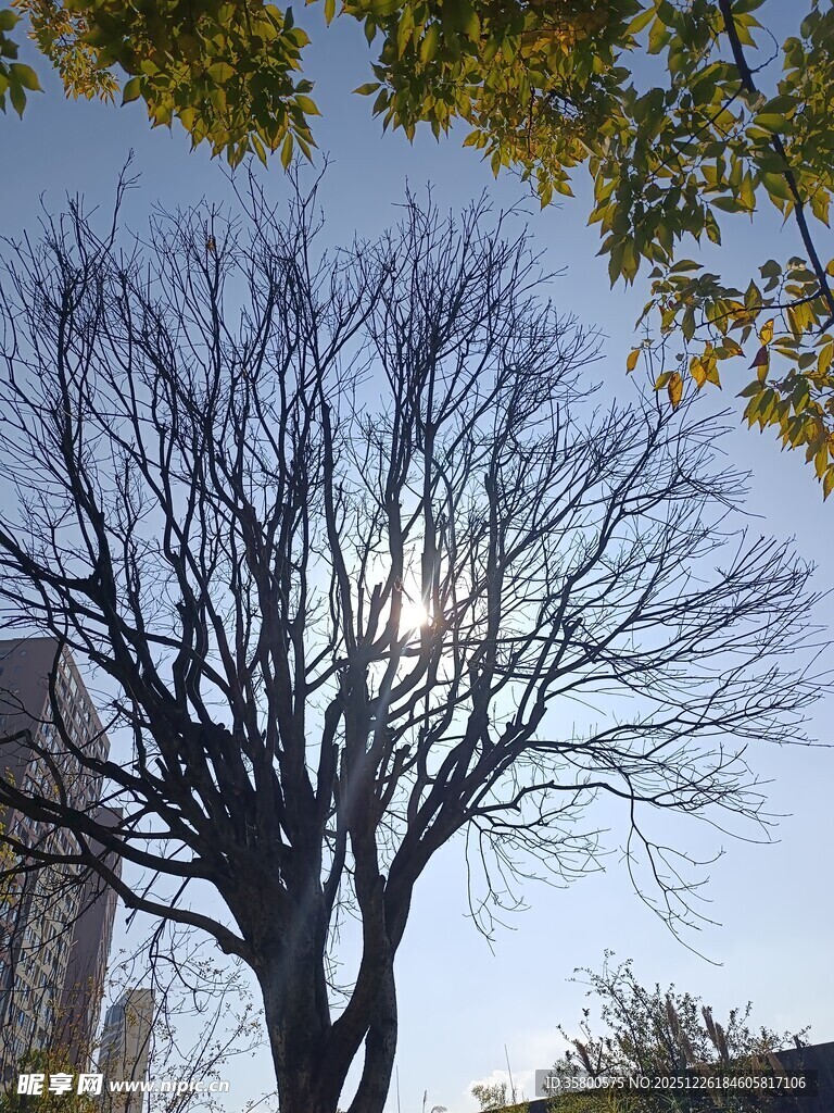 冬日枯树与蓝天